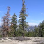 Yosemite NP