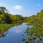 USA Florida Everglades