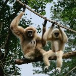 Gibbons