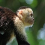 Manuel Antonio