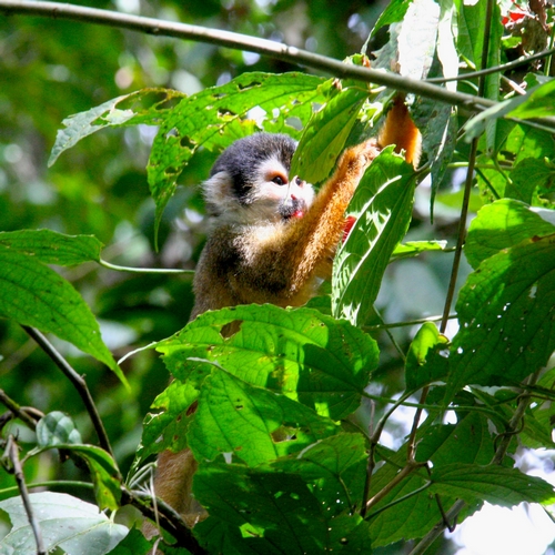 Corcovado National Park