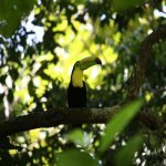 Toekan in Sarapiqu&iacute;