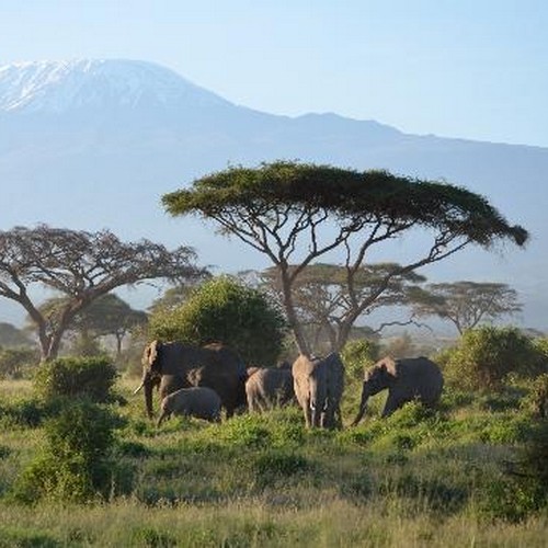 Kilima Safari Camp