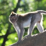 Een aap uit het Apenbos in Ubud