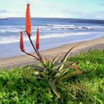 Mosselbay