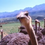 Oudtshoorn