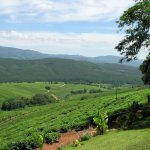 Tzaneen