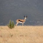 Swellendam