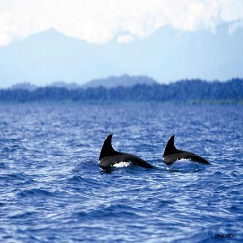 Dolfijnen bij Bocas del Toro