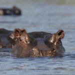 Nijlpaard in het water