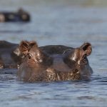 Nijlpaard in het water