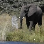 Camp Kwando, olifant