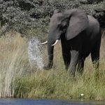 Camp Kwando, olifant