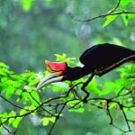 Exotische vogel in Kuala Tahan