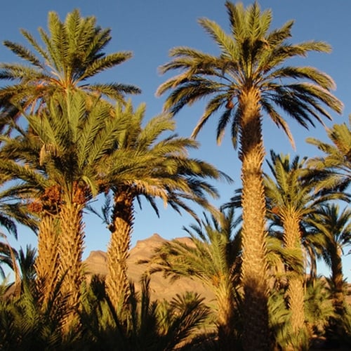 Palmbomen in Zagora