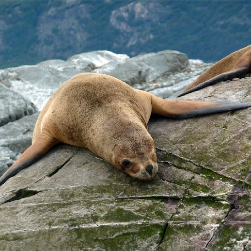 Zeehond in Ushuaia