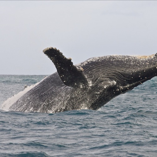 Hermanus, walvis