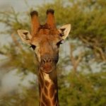 ZA_AL_KRUGERNP3