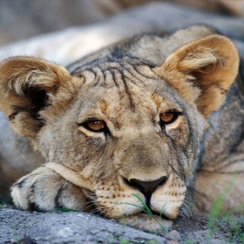 NA_AL_Etosha Nationaal Park3
