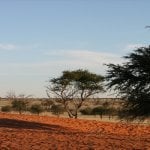 Kalahari woestijn, bomen