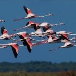 Flamingo's bij walvisbaai