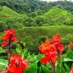 Cameron Highlands
