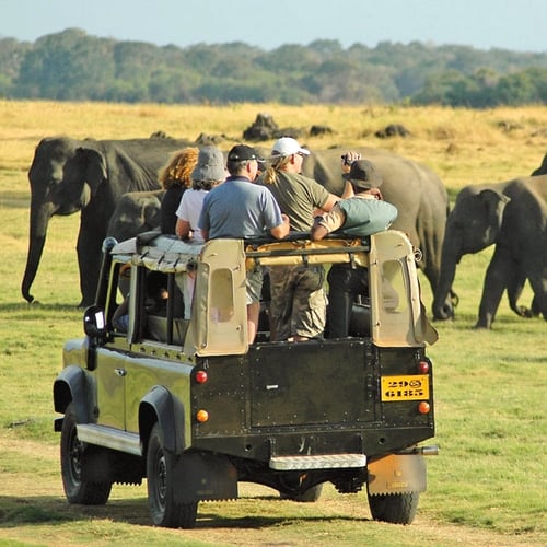 Safari in Minneriya National Park