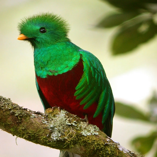 Quetzal