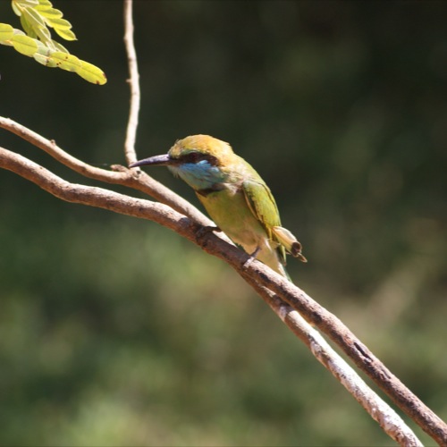 Yala Nationaal Park