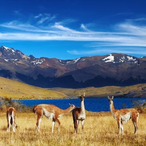 Torres del Paine, Dieren