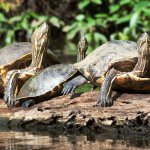 CR_AL_Tortuguero_schildpadden_95638111