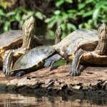 Schildpadden in Tortuguero