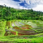 Rijstvelden Belimbing, Bali