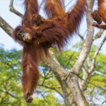 Orang oetan, Sumatra
