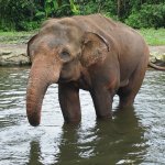 ID_AL_Sumatra_olifant_93153805