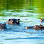 KE_AL_hippos_in_water_126421280