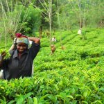 LK_AL_Kandy_theevelden_63129247