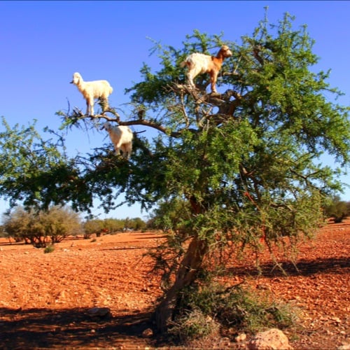 Marokko, landschap