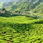 MY_AL_CameronHighlands_75001801