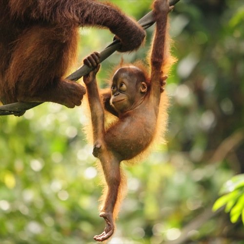 MY_AL_Orangoetan_baby_121340395