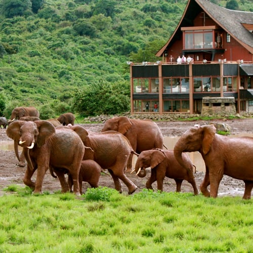 The Ark Lodge, olifanten bij de lodge
