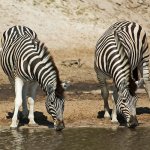 Makgadil Pan Zebra