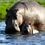 Chobe Nijlpaard