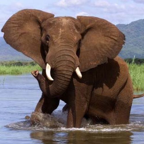 Olifant in de Chobe-rivier