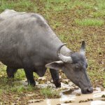 Buffel