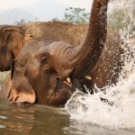 Olifant