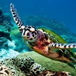 Schildpad