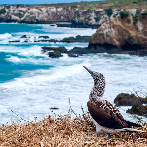 Isla de la Plata
