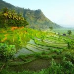 id_al_bali_rijstveld_81279985.jpg