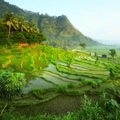 id_al_bali_rijstveld_81279985.jpg